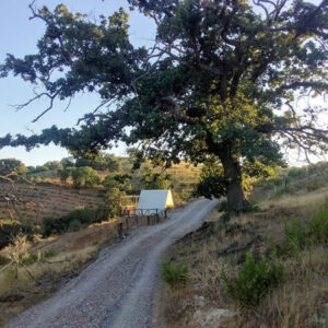 Lupo Solitario – Glamping Experience per Una Persona