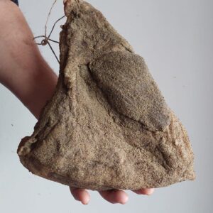 Vendita online salumi maremma: guanciale di suino brado stagionata artigianale