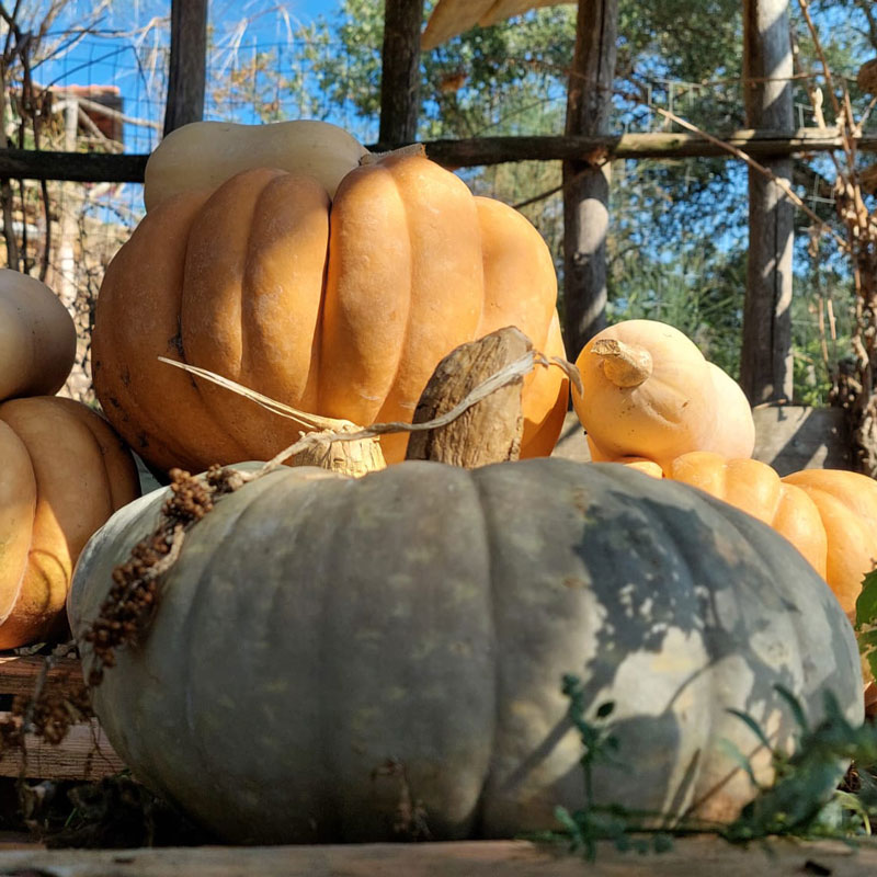 Pranzo in fattoria Maremma